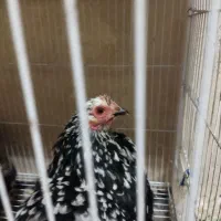 مرغ و خروس کوشین|حیوانات مزرعه|کاشمر, |دیوار