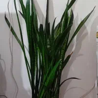 سلام این یک گل طبیعی است|گل و گیاه طبیعی|مراغه, |دیوار