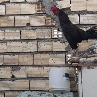 مرغ محلی  اصل با خروس لاری