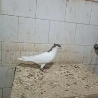 کبوتر رنگی