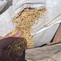 کاه گندم دیم کرمانشاه درجه یک