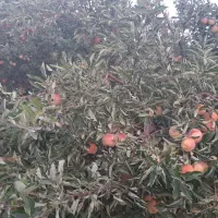 باغ3300متری-ونایی-همراه-استخر-و-کلبه