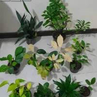 ۱۰ عدد گل فقط تا امشب