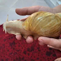 حلزون بزرگ خانگی
