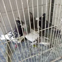 کفتر|پرنده|شیراز, لب آب|دیوار
