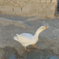 اردک خارجی بوقلمون مرغ قوقاز|حیوانات مزرعه|زابل, |دیوار