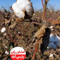 دو هکتار زمین زراعی مغان