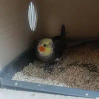 جفت عروس هلندی مولد|پرنده|دوگنبدان, |دیوار