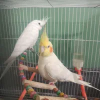 عروس هلندی|پرنده|گلبهار, شهر جدید گلبهار|دیوار