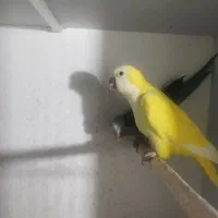 راهب زرد نر تک|پرنده|قائمشهر, |دیوار