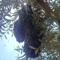 خریدار بچه زنبور