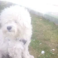 سگ گم شده|حیوانات|ارومیه, |دیوار