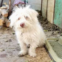 سگ نر پاکوتاه نژاد شیتزو