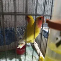 جوجه کوتوله