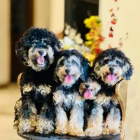 سگ پا کوتاه