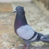 دوجفت کفتر پرشی|پرنده|یزد, |دیوار
