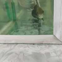 آکواریوم فروشی|ماهی|میاندوآب, |دیوار