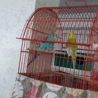 مرغ عشق مولد