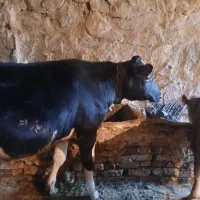 گوساله