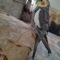 عروس هلندی نرآماده جفت گیری