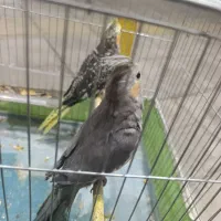 عروس هلندی|پرنده|بمپور, |دیوار