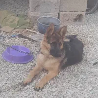 سگ ژرمن باهوش