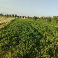 زمین زراعی