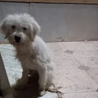 سگ پیدا شده