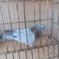 سار ..ساده|پرنده|مشهد, رضاییه|دیوار