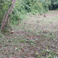 علف زنی با دستگاه چمن زن|خدمات باغبانی و درختکاری|رشت, توشیبا|دیوار