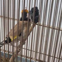 سهره جوجه قفس|پرنده|کرج, حصارک بالا|دیوار