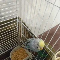 مرغ عشق دستی|پرنده|اردبیل, |دیوار