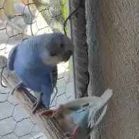 مرغ عشق و فنچ بالغ تخم جوجه ای|پرنده|ایرانشهر, |دیوار