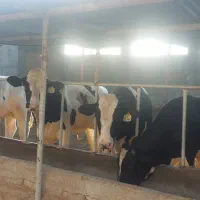 فروش گوساله نر