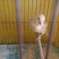 قناری نر|پرنده|ایلام, |دیوار