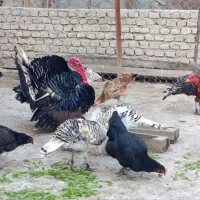 فروش بوقلمون بالغ و مرغ