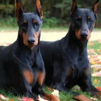 واگذاری سگ دوبرمن توله