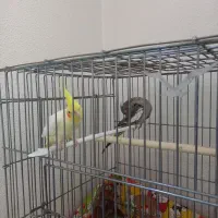 یک جفت عروس هلندی کاملا دستی|پرنده|شاهینشهر, شهرک میلاد|دیوار