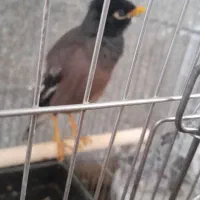 مرغ مینا|پرنده|الیگودرز, |دیوار