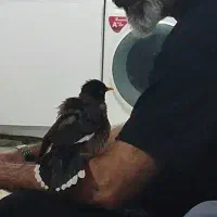 مرغ مینا فول دستی سخنگو( جمله گو)
