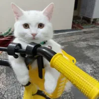 واگذاری گربه اسکاتیش|گربه|تایباد, |دیوار