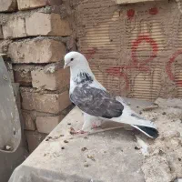 4عددحیون پرشی