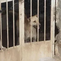 سگ سراب ماده