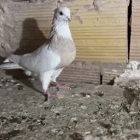 کفتر کبوتر طوقی زرگی|پرنده|کرج, فاز ۳ گوهردشت|دیوار