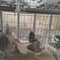 کفتر|پرنده|کرج, حیدرآباد|دیوار