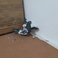 کبوتر‌سینه‌ای‌معاوضه‌با‌جوجه‌مینا