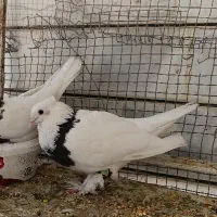 گمشده طوقی سیاه
