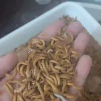 میلورم زنده متوسط  وکود میلورم