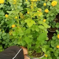 گل رز|خدمات باغبانی و درختکاری|پاکدشت, پاکدشت (مامازند)|دیوار