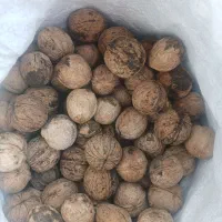 گردو مغز سفید